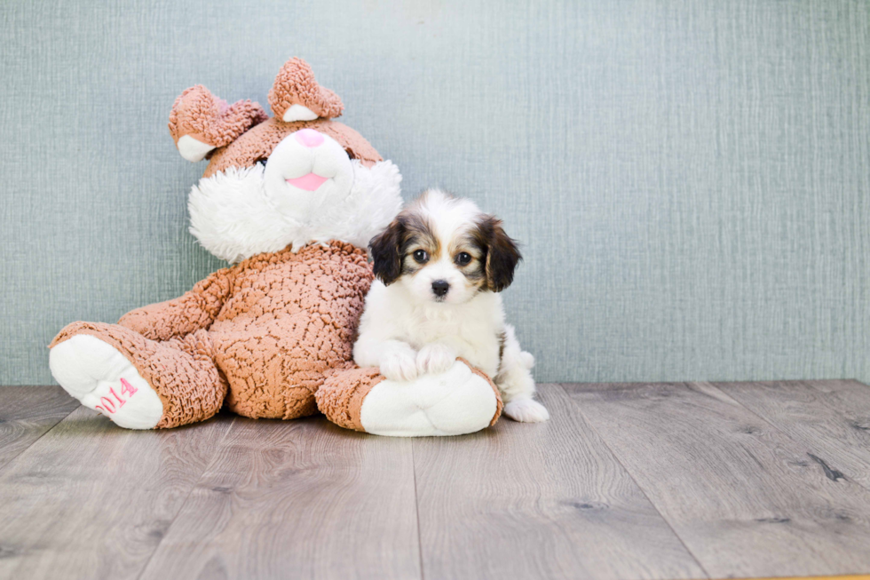 Petite Cavachon Designer Pup