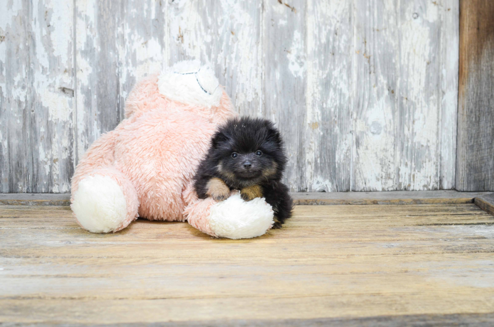 Pomeranian Pup Being Cute