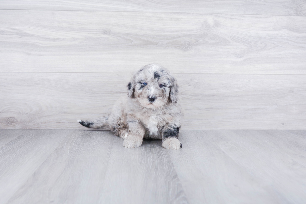 Mini Bernedoodle Pup Being Cute