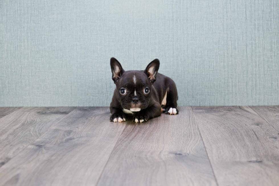 French Bulldog Puppy for Adoption