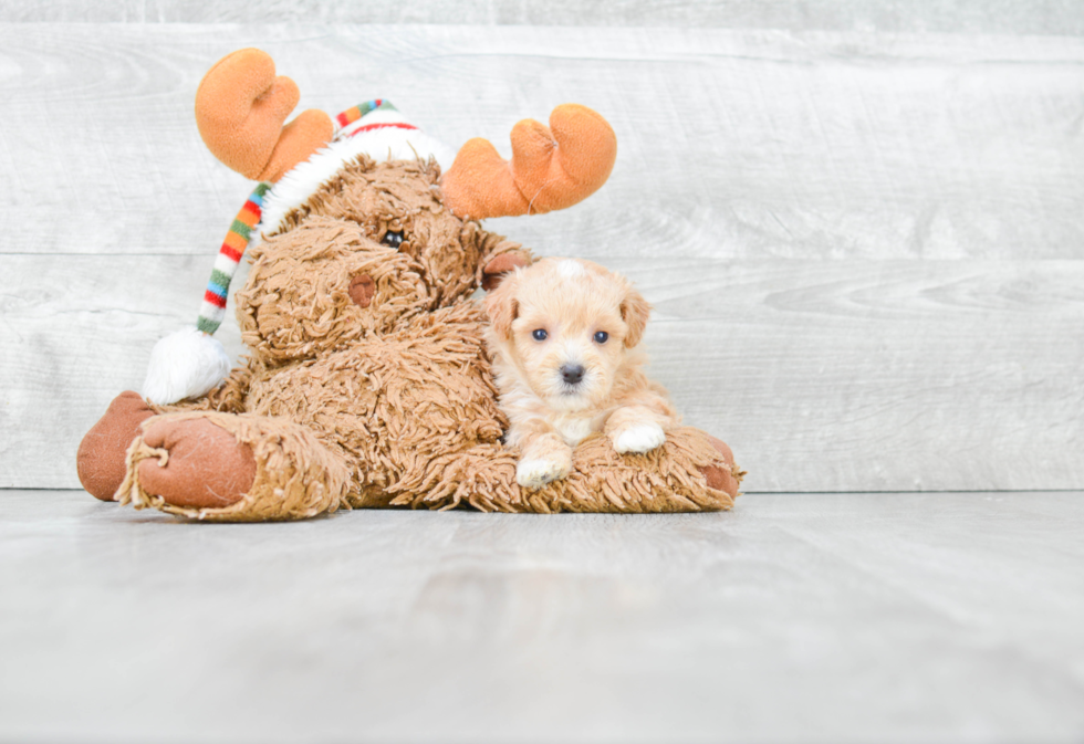 Happy Maltipoo Baby