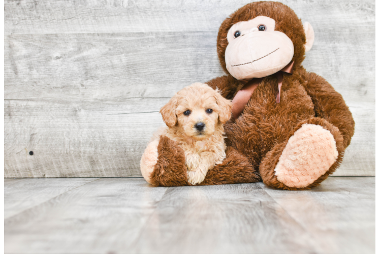 Akc Registered Havanese Purebred Pup