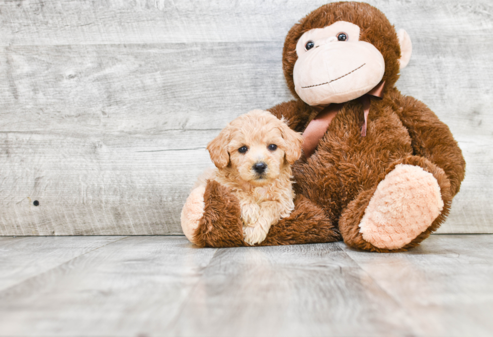 Akc Registered Havanese Purebred Pup