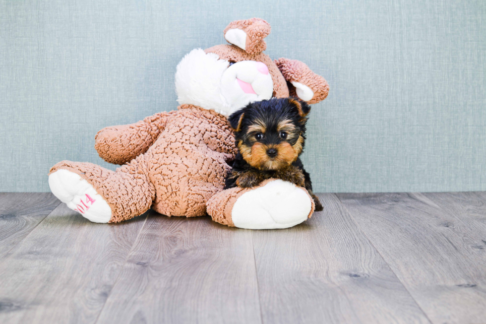 Meet Izzie - our Yorkshire Terrier Puppy Photo 