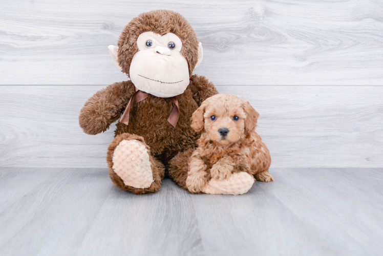 Cavapoo Puppy for Adoption