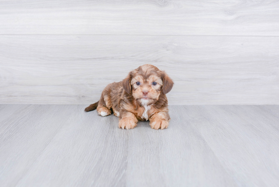 Shorkie Pup Being Cute