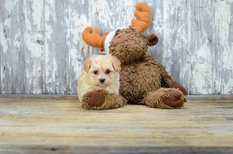 Maltipoo Pup Being Cute