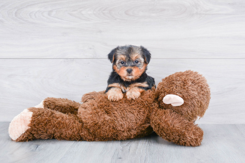 Meet Roscoe - our Yorkshire Terrier Puppy Photo 