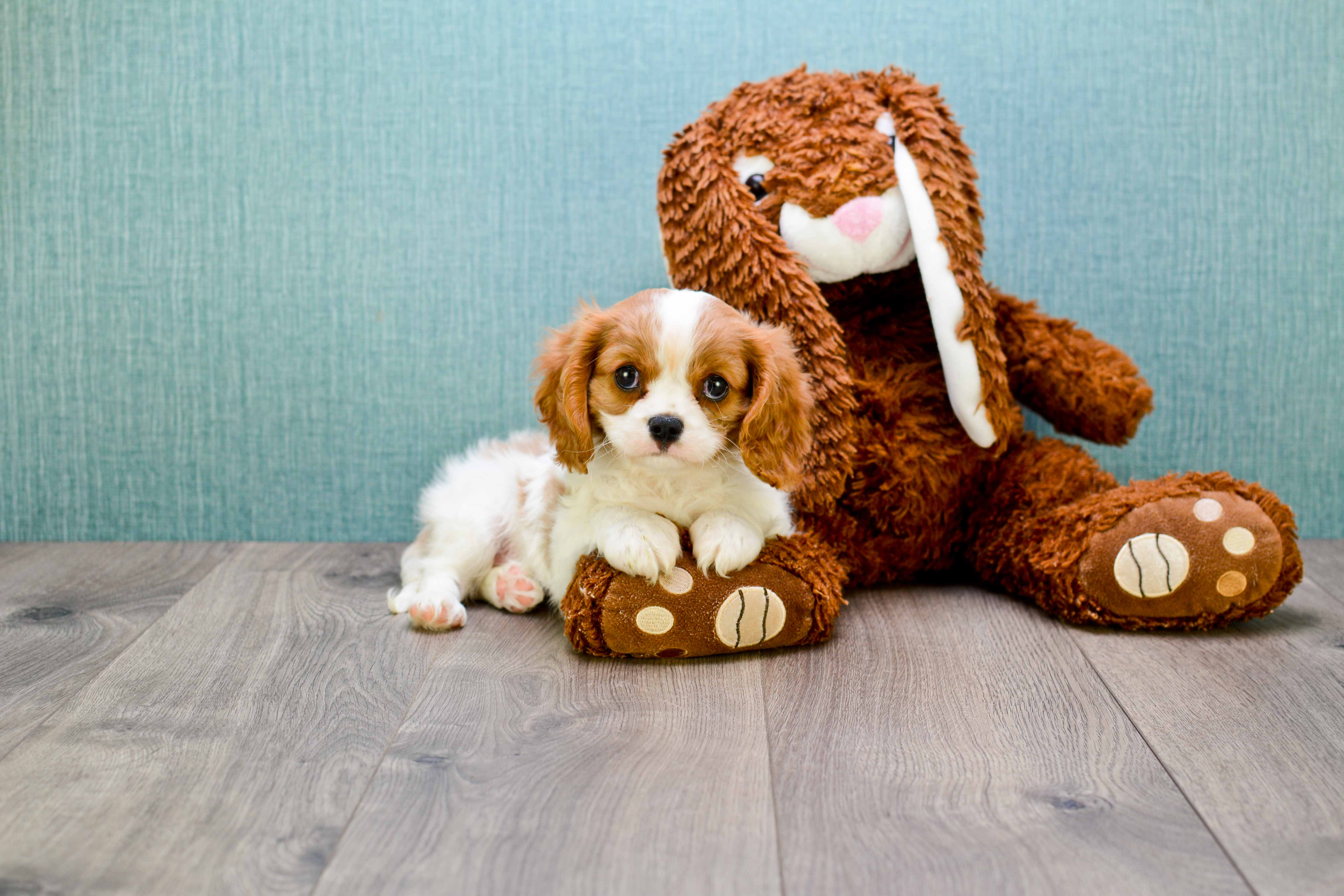 Hypoallergenic Cavalier King Charles Spaniel Purebred Pup