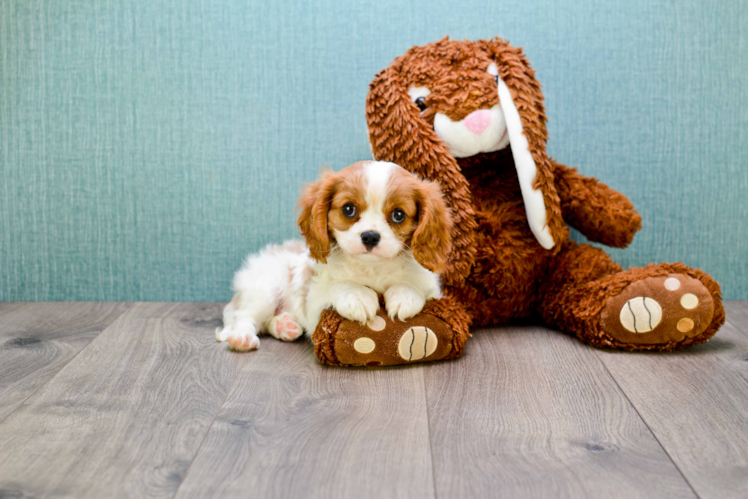 Hypoallergenic Cavalier King Charles Spaniel Purebred Pup