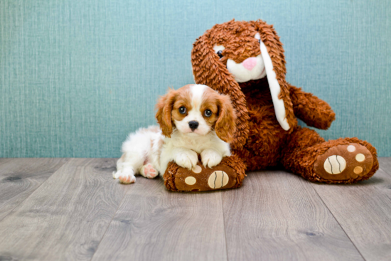 Hypoallergenic Cavalier King Charles Spaniel Purebred Pup