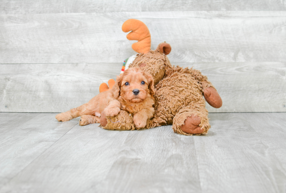 Cavapoo Pup Being Cute