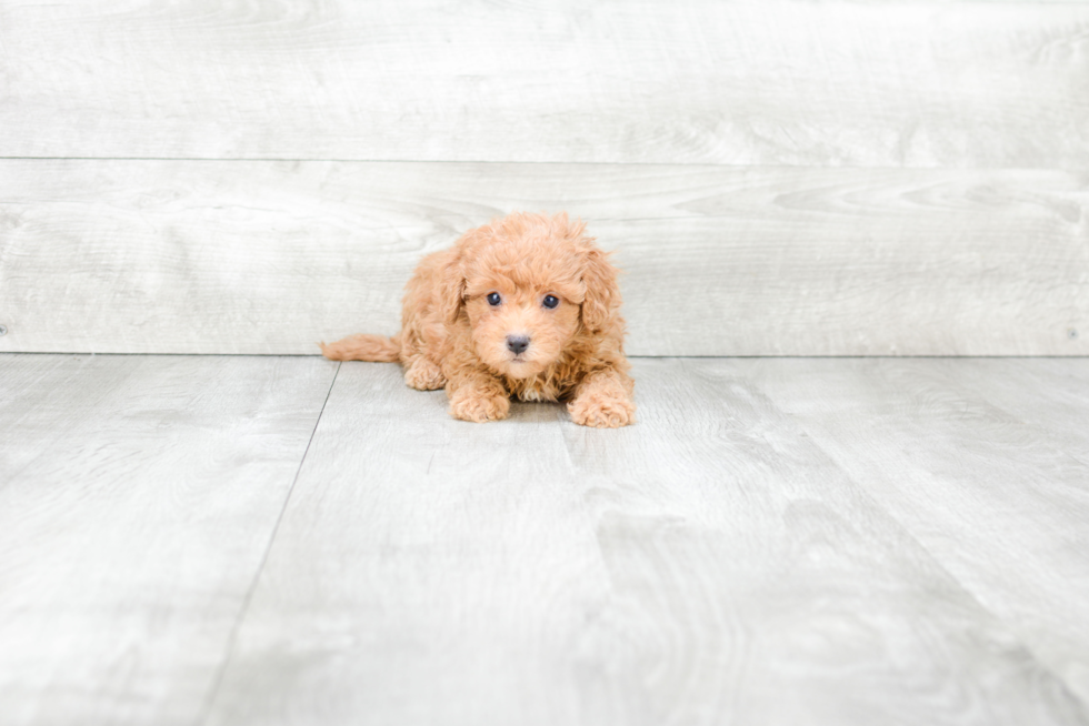 Popular Cavapoo Poodle Mix Pup