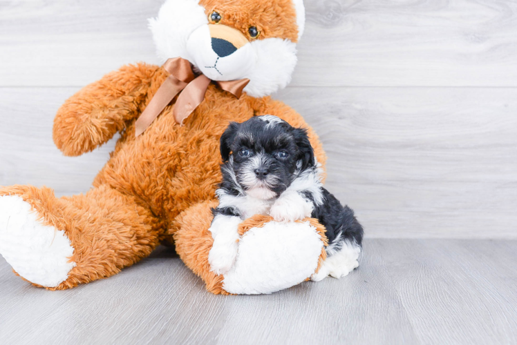 Havanese Puppy for Adoption