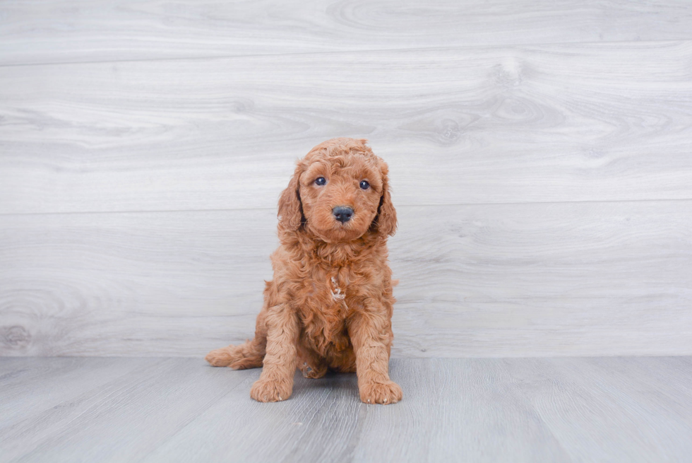 Mini Goldendoodle Pup Being Cute