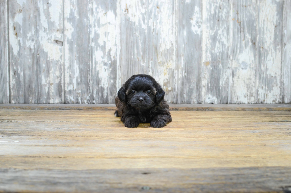 Teddy Bear Pup Being Cute