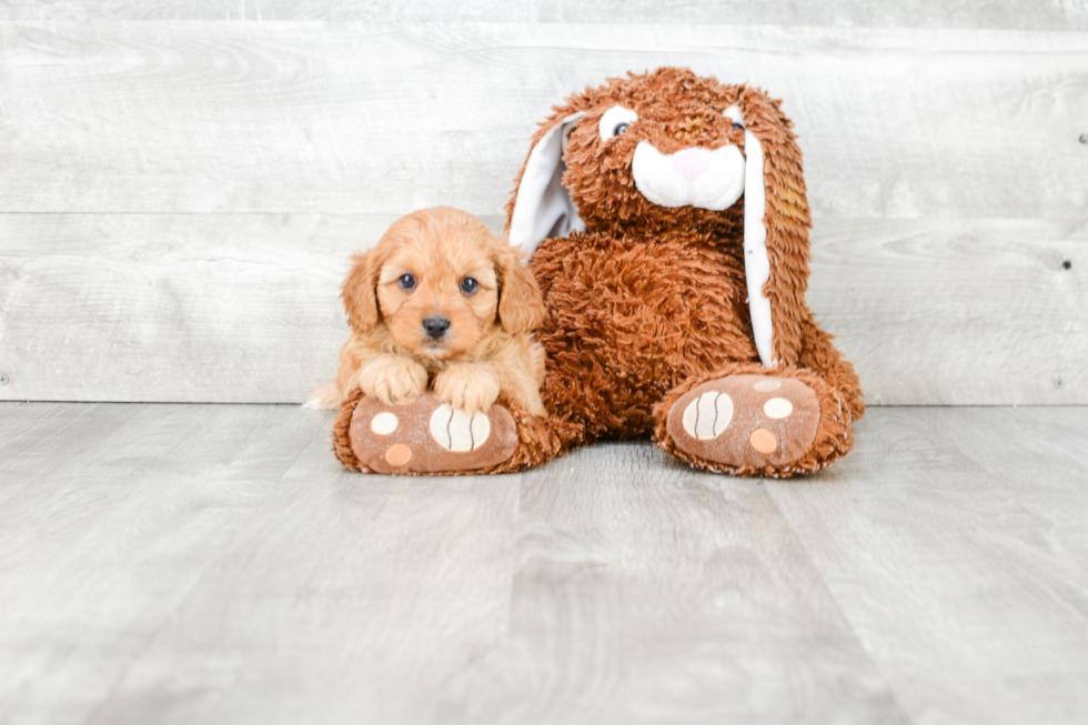 Cute Cavapoo Baby