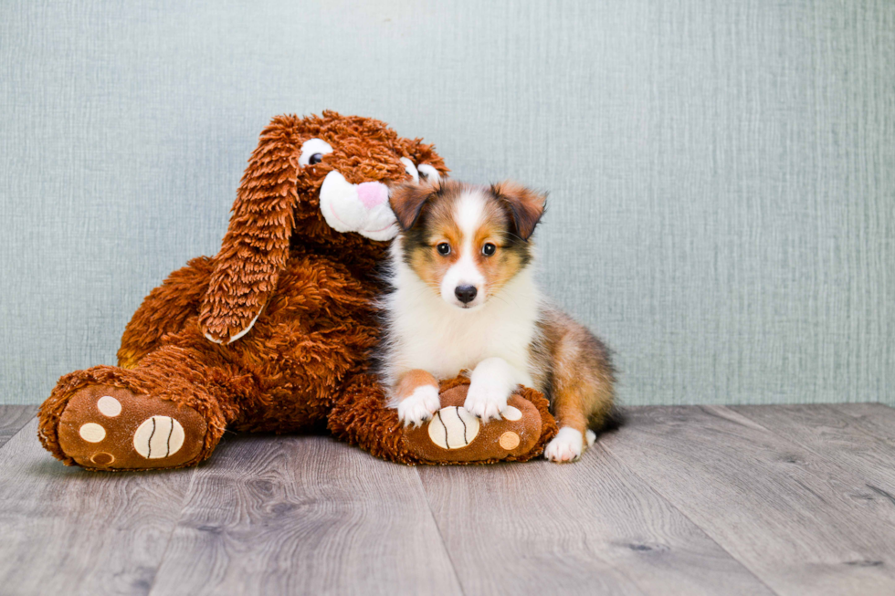 Best Sheltie Baby