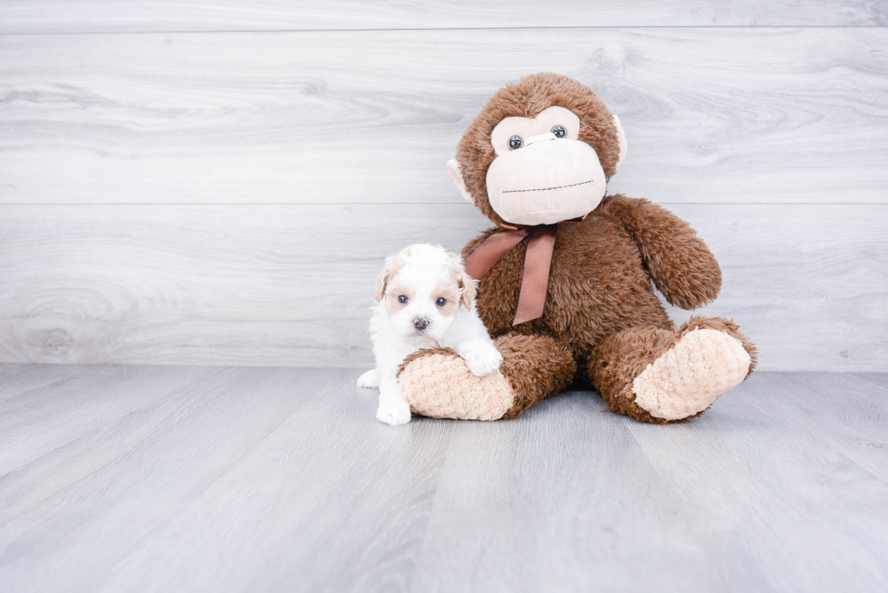 Best Maltipoo Baby