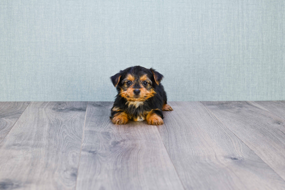 Meet Joey - our Yorkshire Terrier Puppy Photo 