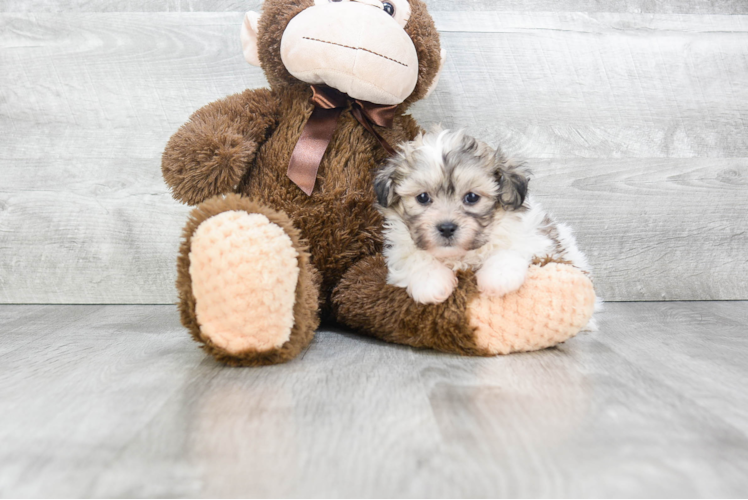 Best Teddy Bear Baby