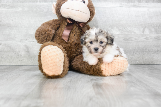 Best Teddy Bear Baby