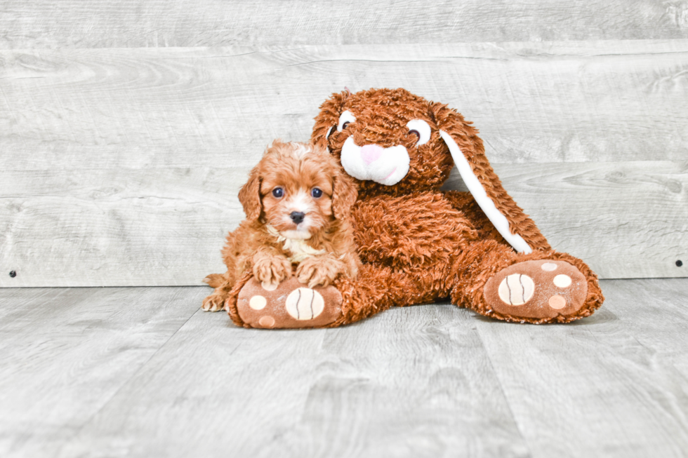 Best Cavapoo Baby