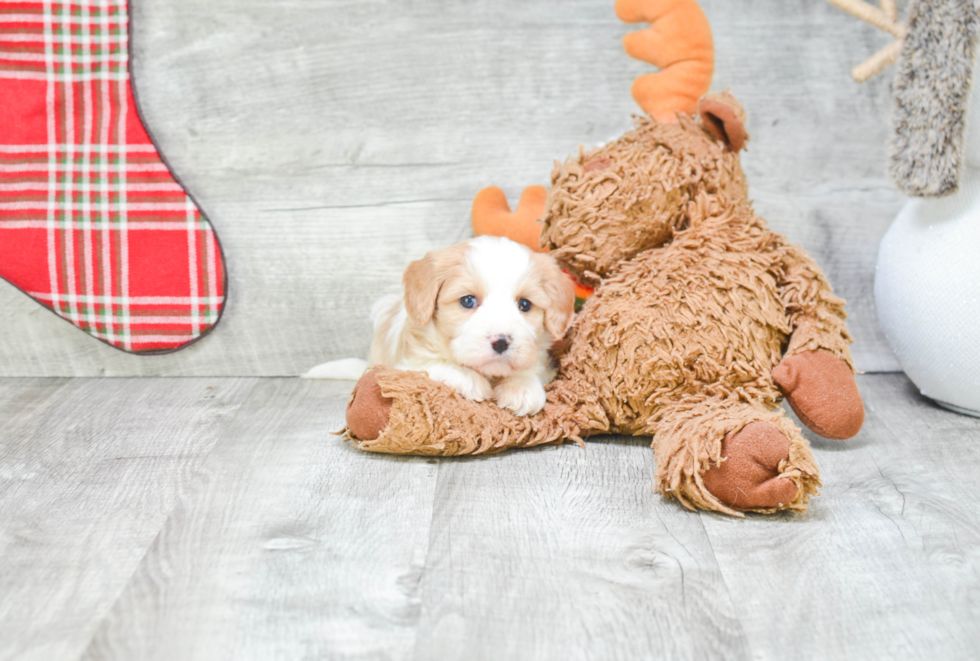 Hypoallergenic Cavalier Designer Puppy