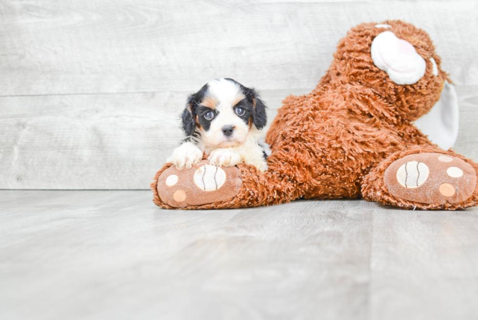 Cavachon Pup Being Cute