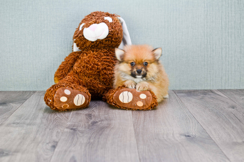 Playful Pomeranian Purebred Pup