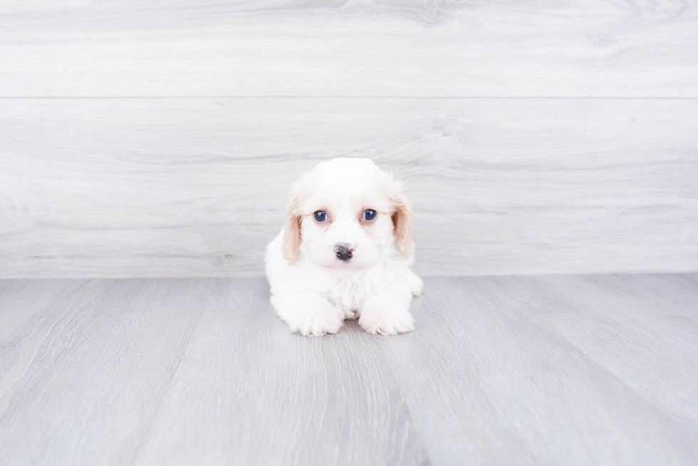 Best Cavachon Baby