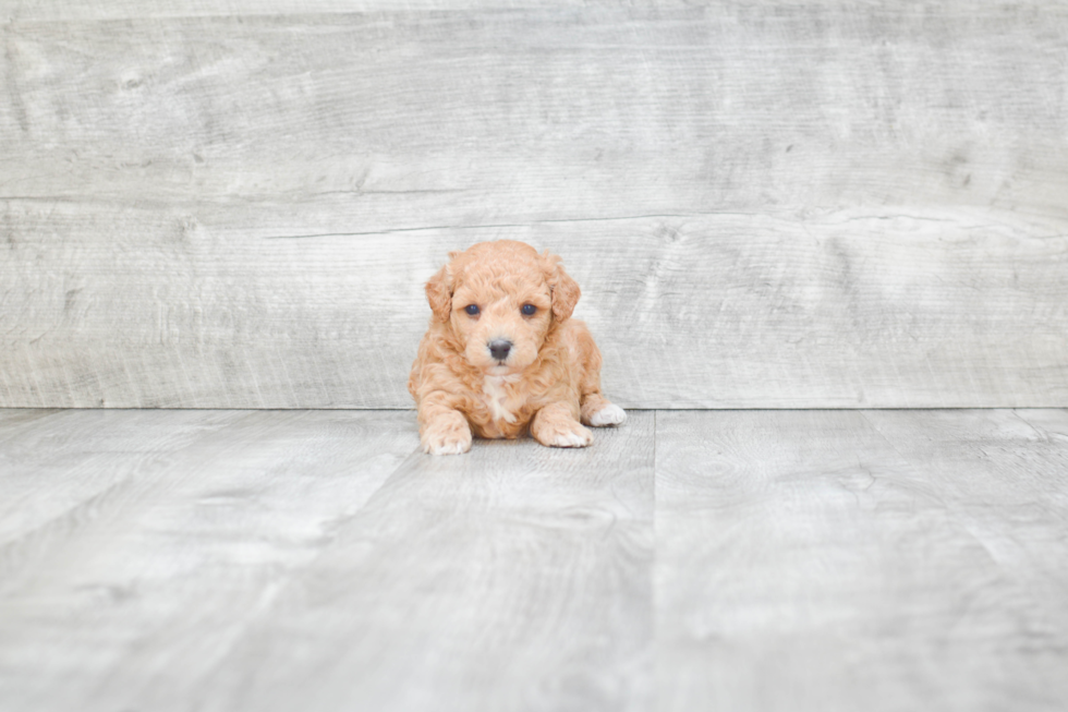 Friendly Maltipoo Baby