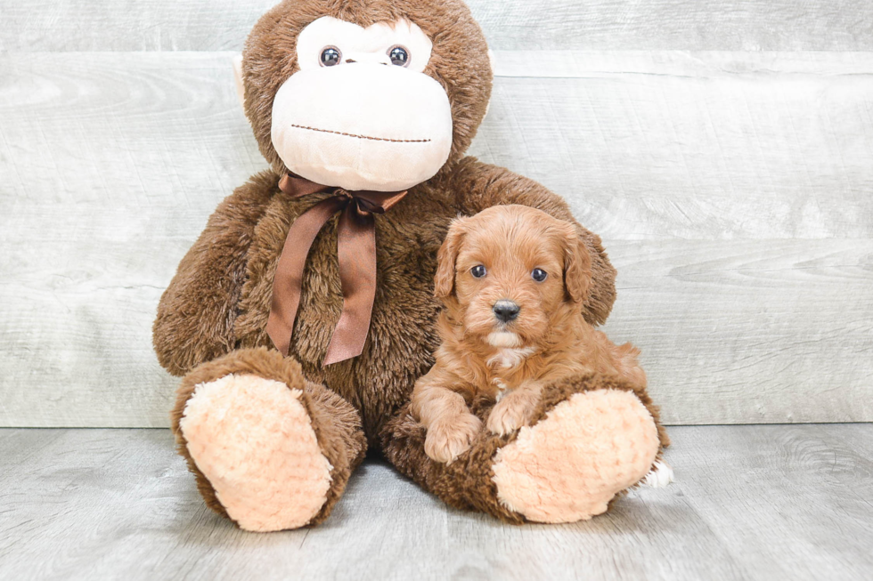 Best Cavapoo Baby