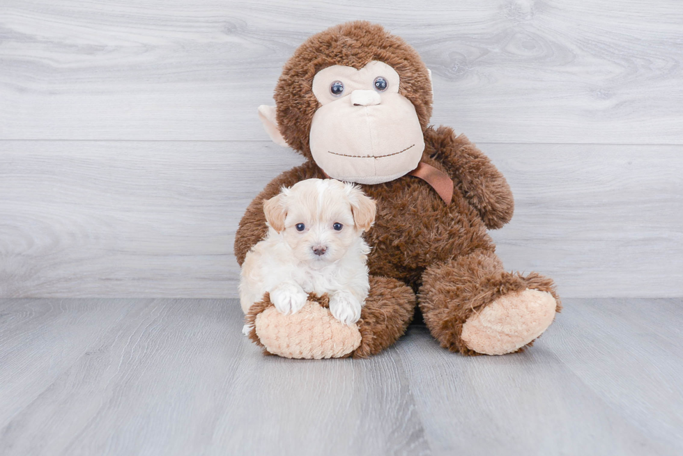 Funny Maltipoo Poodle Mix Pup