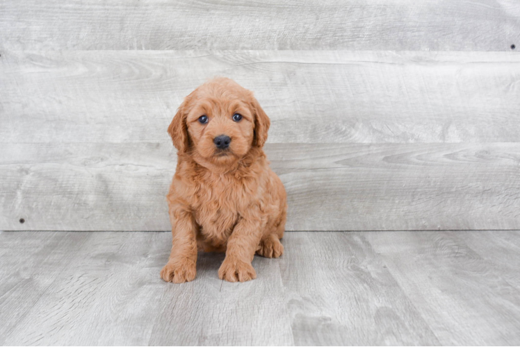 Mini Goldendoodle Pup Being Cute