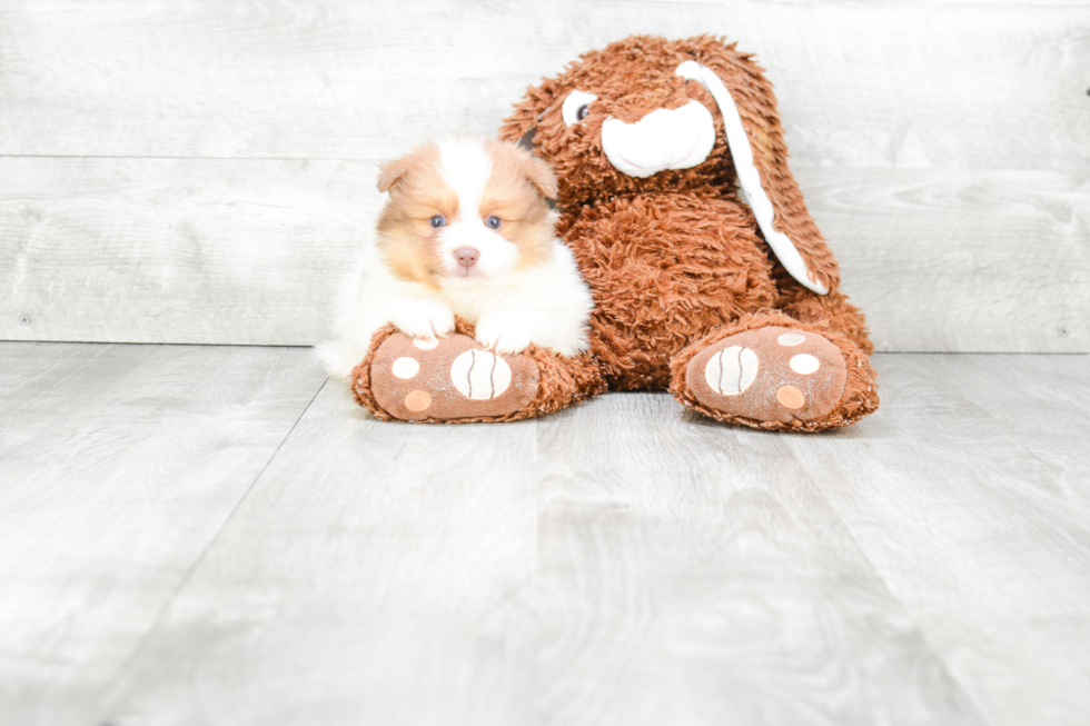 Hypoallergenic Pomeranian Purebred Pup