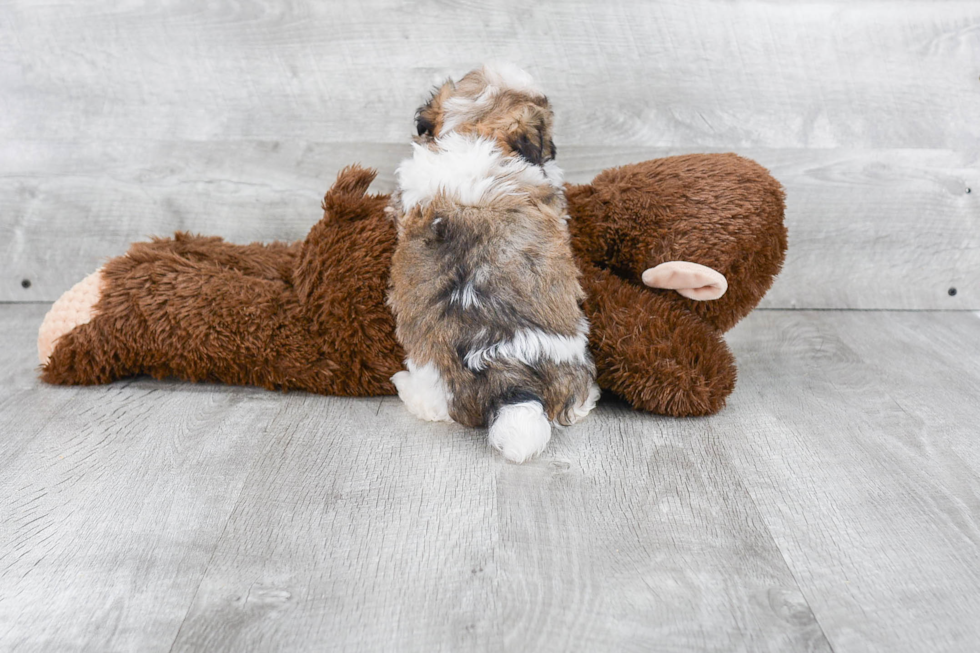 Hypoallergenic Havanese Purebred Pup