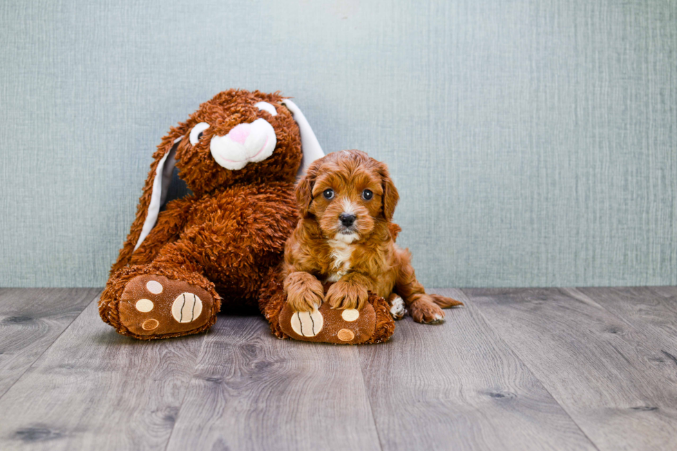 Popular Cavapoo Poodle Mix Pup