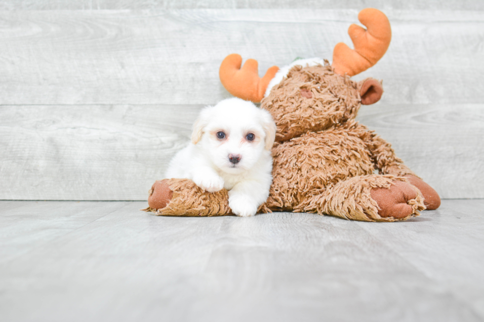 Cute Havanese Purebred Puppy