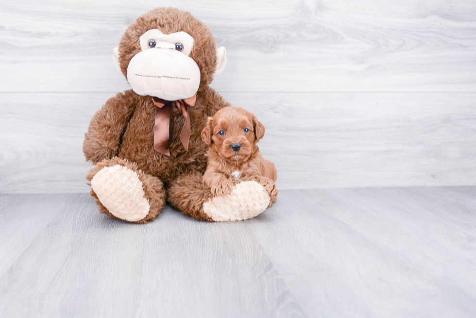 Smart Cockapoo Poodle Mix Pup