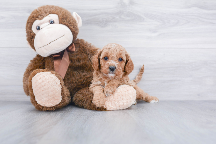 Cute Cavapoo Baby