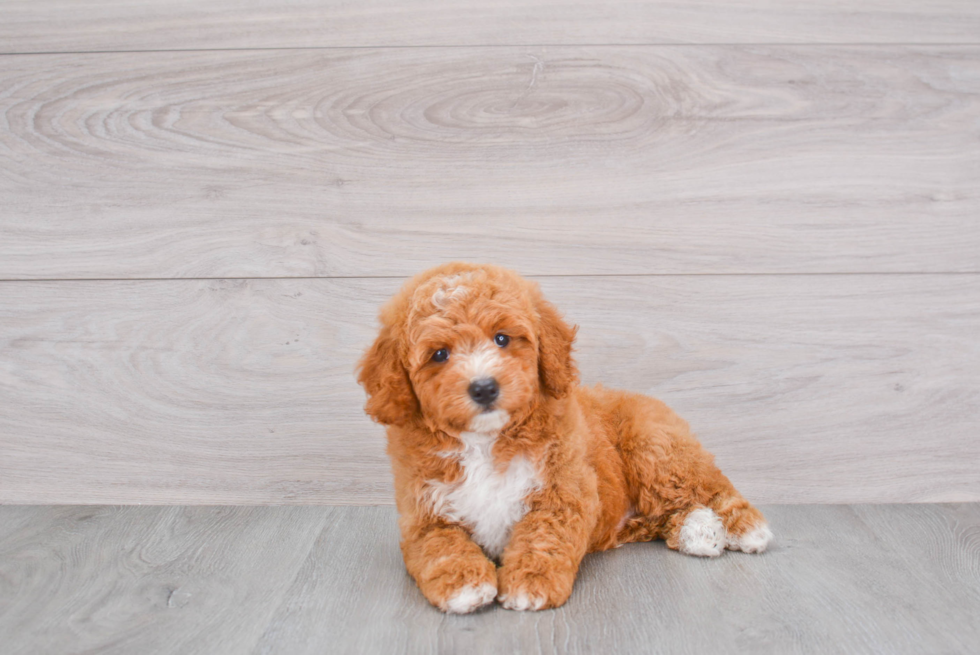 Friendly Mini Goldendoodle Baby