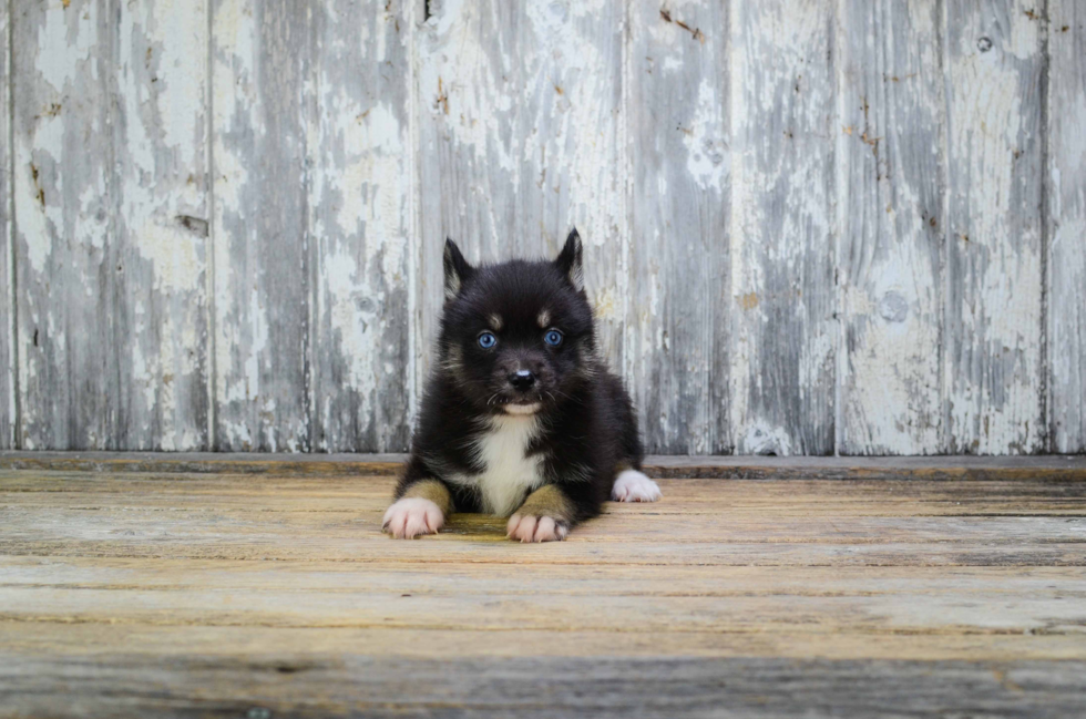 Petite Pomsky Designer Pup