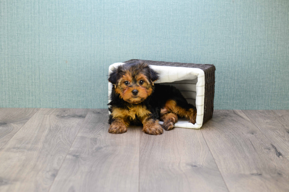 Meet Jeremy - our Yorkshire Terrier Puppy Photo 