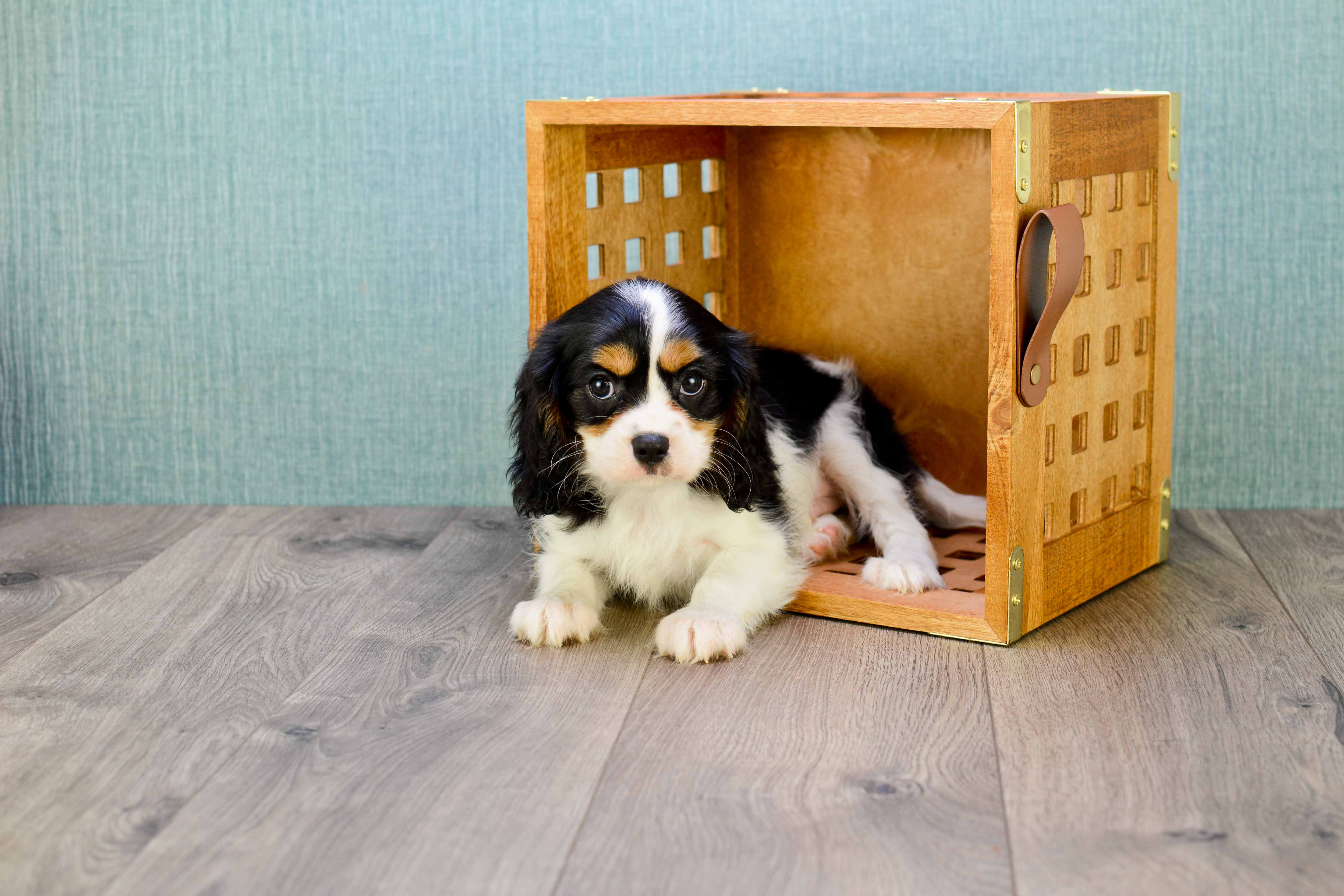 Little Cavalier King Charles Spaniel Baby