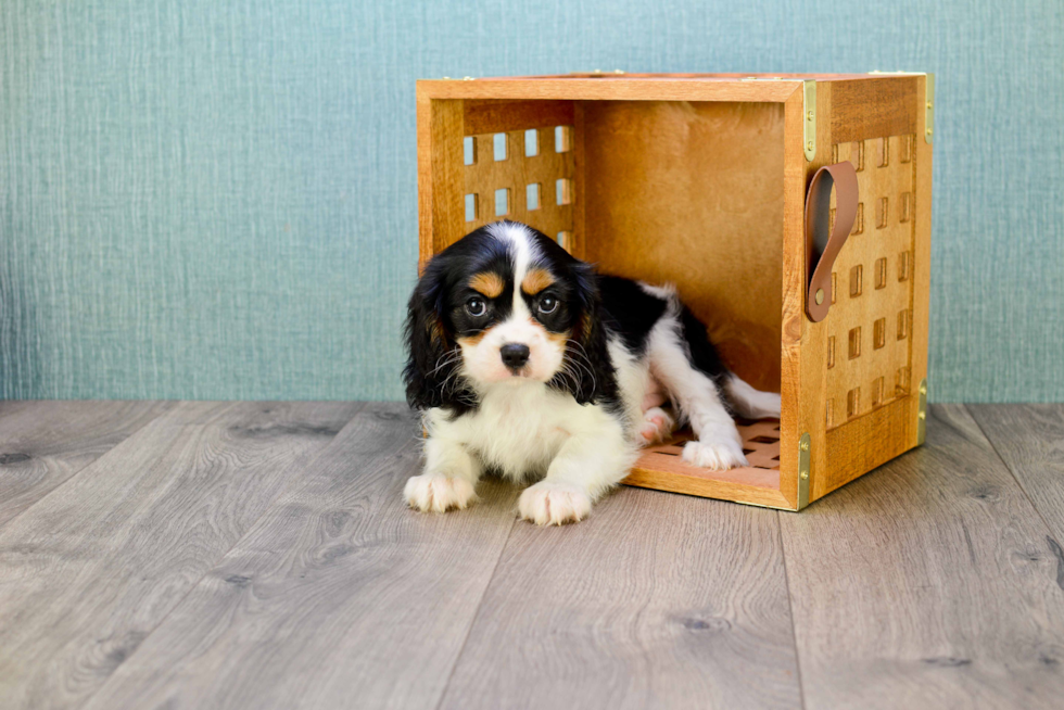 Little Cavalier King Charles Spaniel Baby