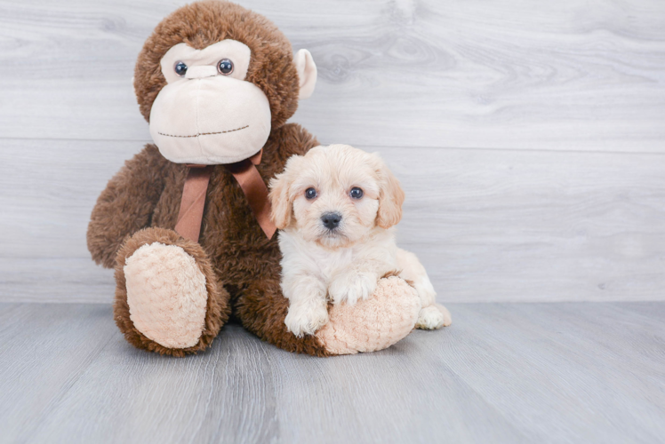 Cavachon Pup Being Cute