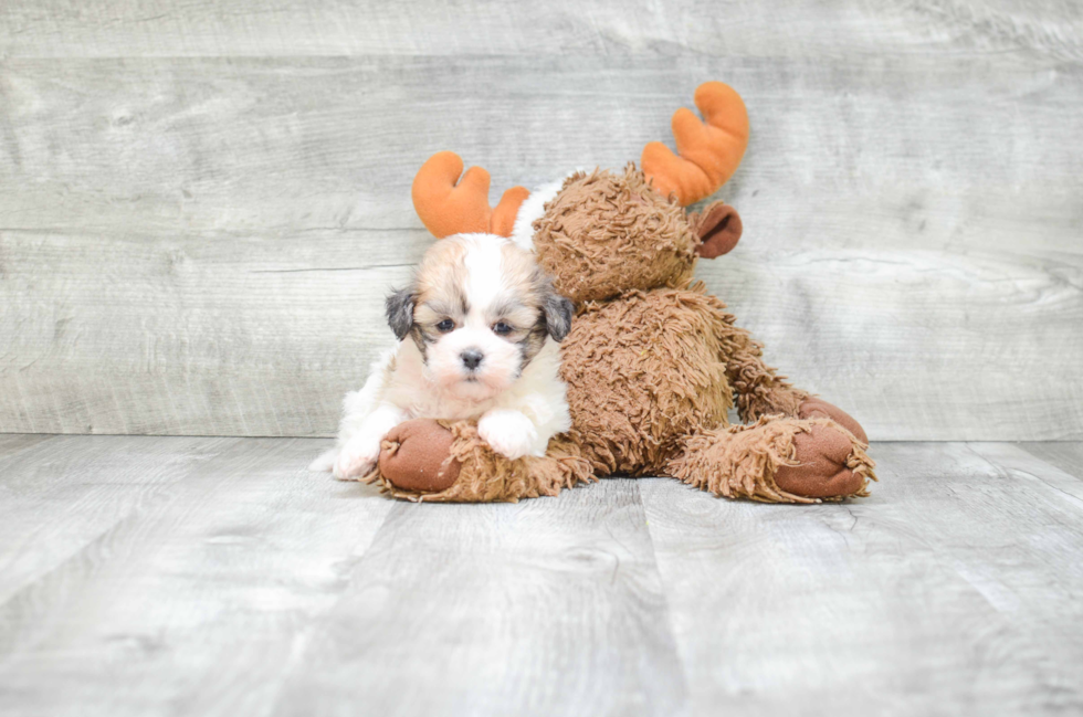 Teddy Bear Pup Being Cute