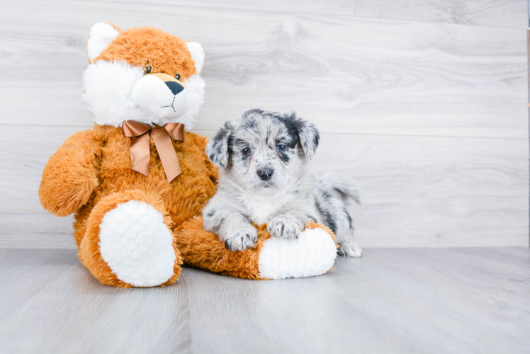 Mini Aussiedoodle Pup Being Cute