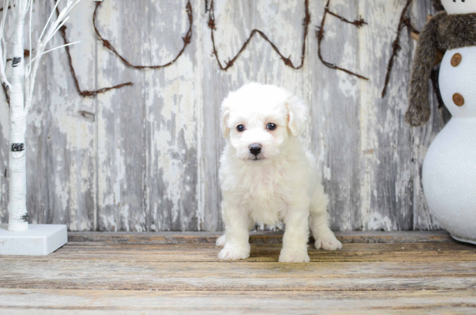 Best Bichon Frise Baby